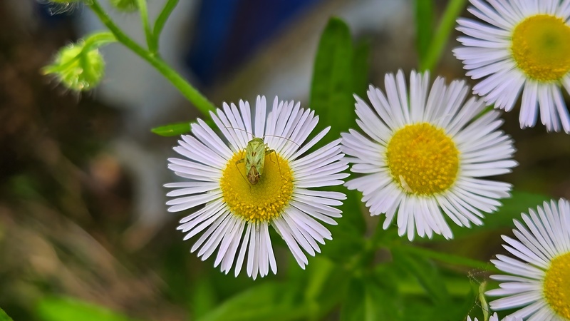 개망초 꽃의 밝은색장님노린재 (Taylorilygus apicalis); DISPLAY FULL IMAGE.