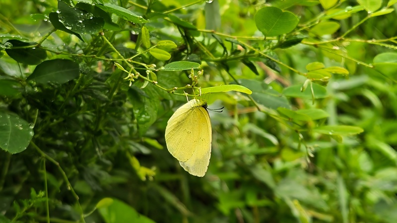 풀잎에 매달린 남방노랑나비 (Eurema hecabe); DISPLAY FULL IMAGE.