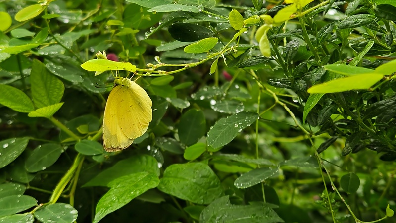 풀잎에 매달린 남방노랑나비 (Eurema hecabe); DISPLAY FULL IMAGE.