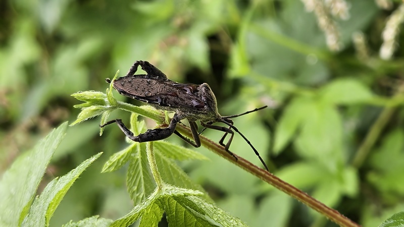 환삼덩굴의 장수허리노린재 (Anoplocnemis dallasi); DISPLAY FULL IMAGE.