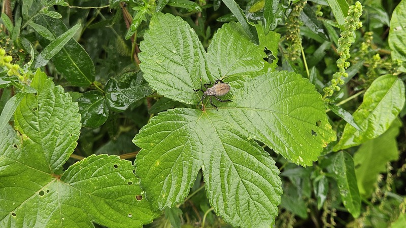 환삼덩굴의 장수허리노린재 (Anoplocnemis dallasi) 약충; DISPLAY FULL IMAGE.