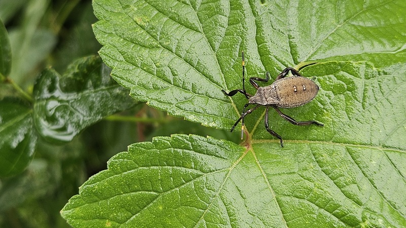 환삼덩굴의 장수허리노린재 (Anoplocnemis dallasi) 약충; DISPLAY FULL IMAGE.