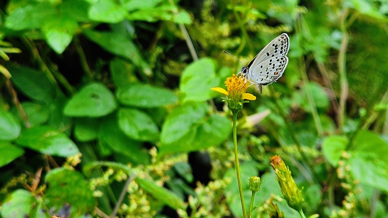 도깨비바늘 꽃의 먹부전나비 (Tongeia fischeri); DISPLAY FULL IMAGE.