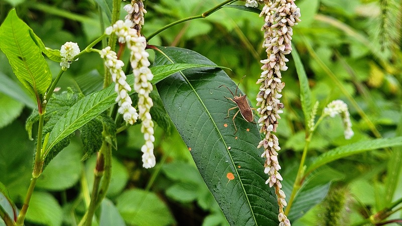 흰여뀌 꽃과 우리가시허리노린재 (Cletus schmidti); DISPLAY FULL IMAGE.
