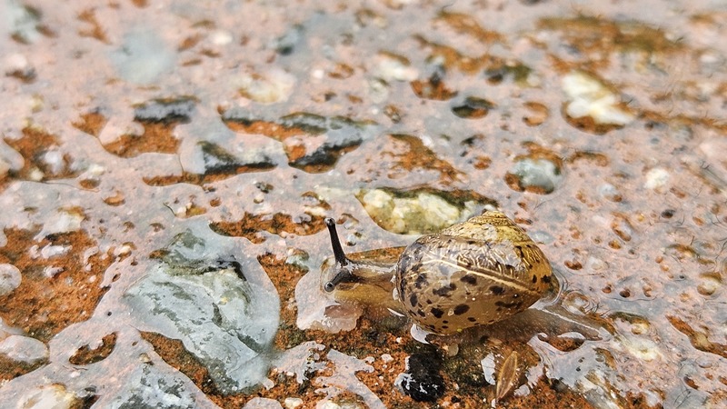 달팽이의 우중 산책... 명주달팽이 (Acusta despecta); DISPLAY FULL IMAGE.