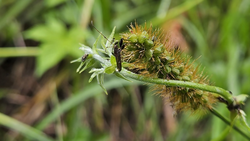 금강아지풀 이삭의 더듬이긴노린재 (Pachygrontha antennata); DISPLAY FULL IMAGE.