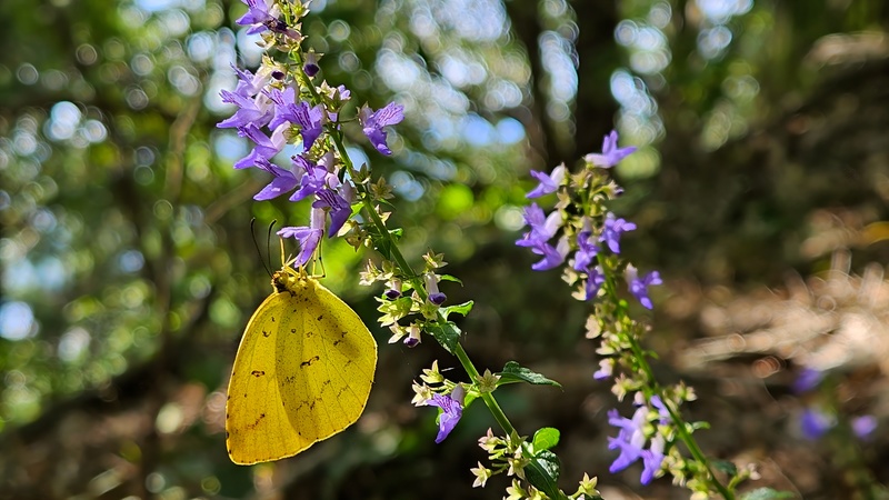 산박하 꽃의 남방노랑나비 (Eurema hecabe); DISPLAY FULL IMAGE.