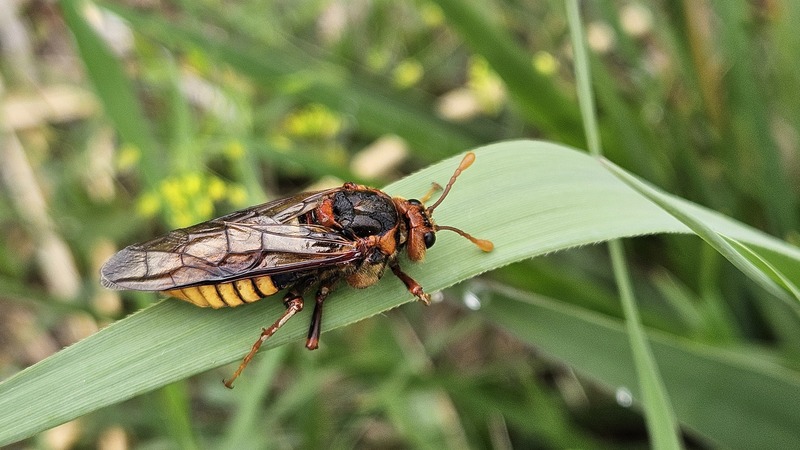 풀잎의 수중다리잎벌 (Cimbex femoratus) (추정); DISPLAY FULL IMAGE.