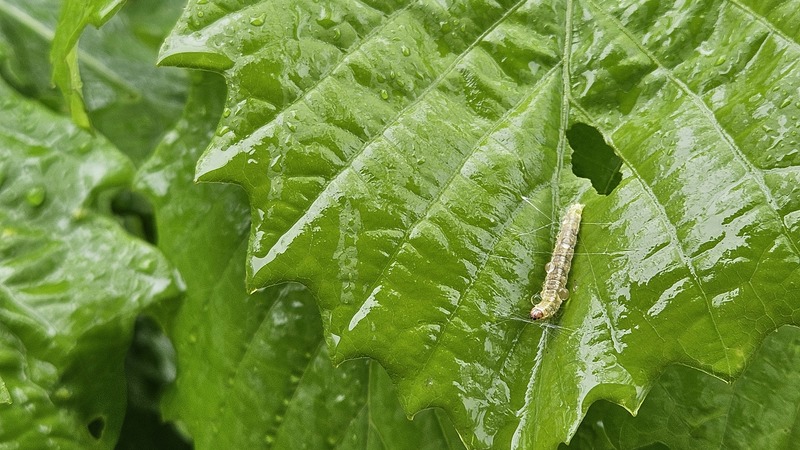 빗속에 고치를 짓는 잎말이나방(추정) 애벌레; DISPLAY FULL IMAGE.