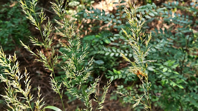 실새풀의 아기늪서성거미 (Pisaura lama) (추정); DISPLAY FULL IMAGE.