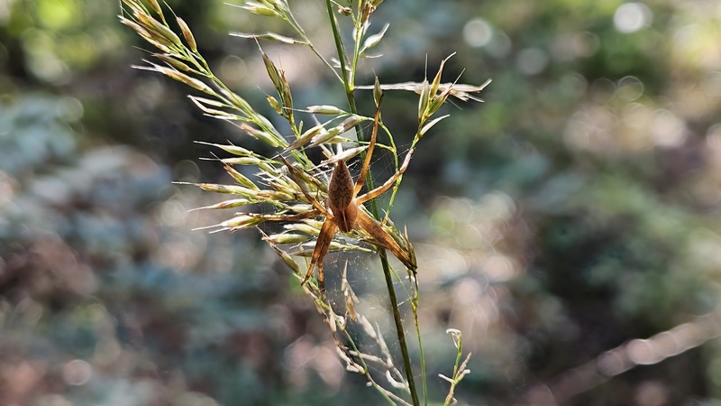 실새풀의 아기늪서성거미 (Pisaura lama) (추정); DISPLAY FULL IMAGE.