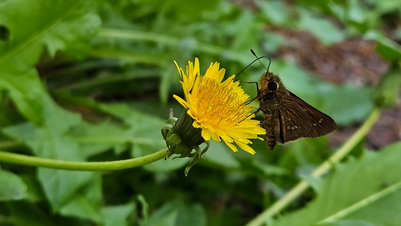 서양민들레 꽃의 줄점팔랑나비 (Parnara guttata); DISPLAY FULL IMAGE.