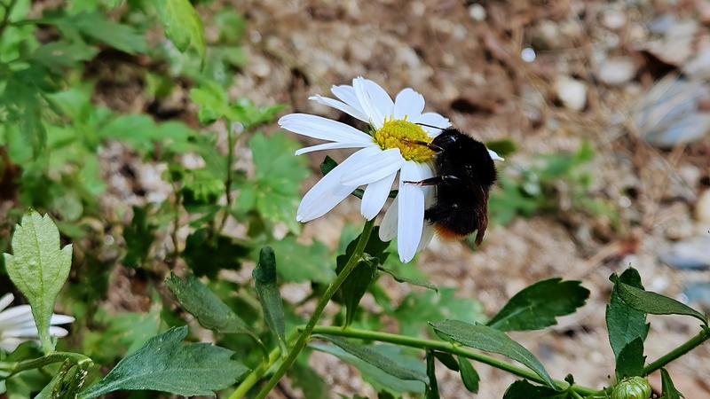 구절초 꽃의 호박벌 (Bombus ignitus); DISPLAY FULL IMAGE.
