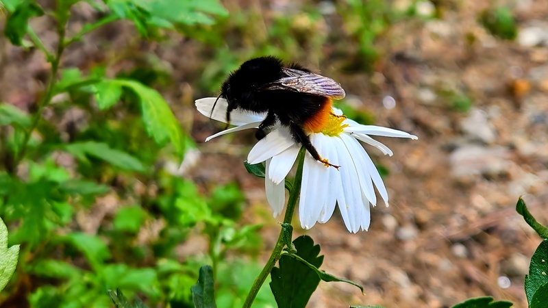 구절초 꽃의 호박벌 (Bombus ignitus); DISPLAY FULL IMAGE.