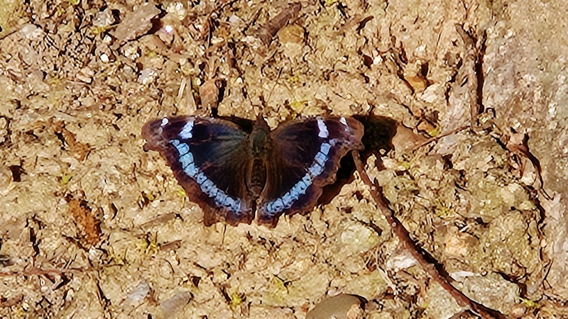 봄햇살을 즐기는 청띠신선나비 (Kaniska canace); DISPLAY FULL IMAGE.