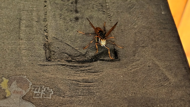 흰색 얼굴의 쌍살벌, 왕바다리 (Polistes rothneyi) (추정); DISPLAY FULL IMAGE.