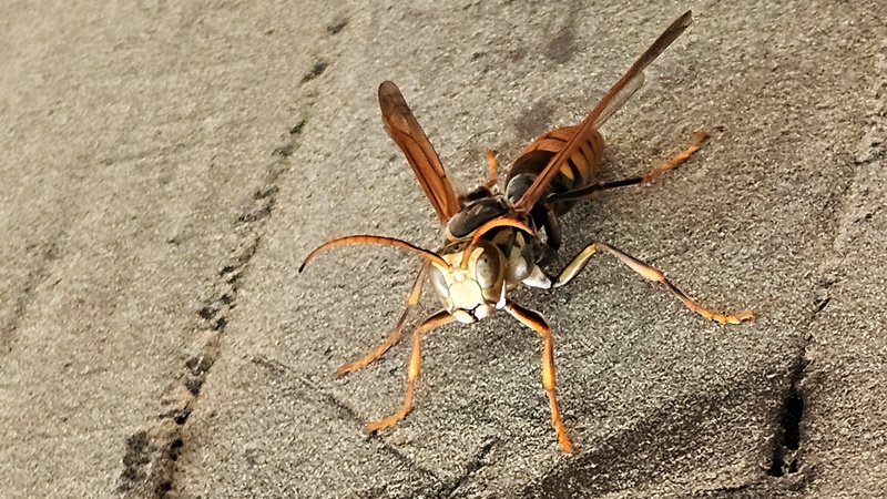흰색 얼굴의 쌍살벌, 왕바다리 (Polistes rothneyi) (추정) (부분확대); DISPLAY FULL IMAGE.