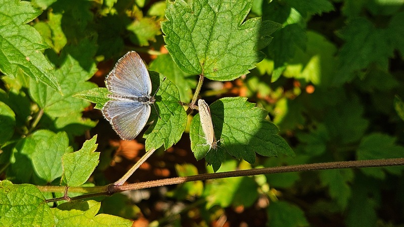 사위질빵 잎의 푸른부전나비 (Celastrina argiolus) 한쌍?; DISPLAY FULL IMAGE.