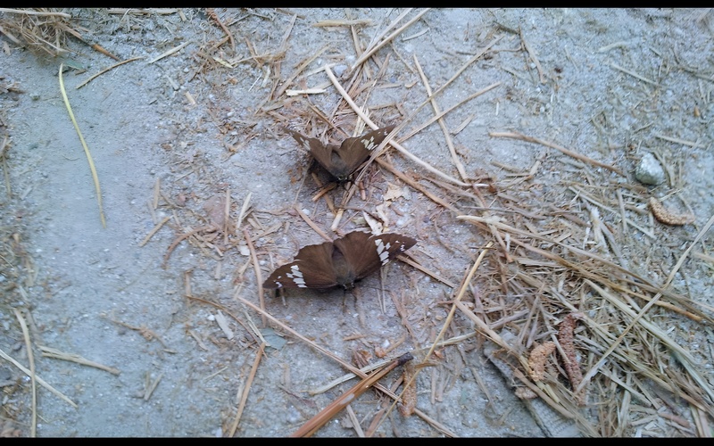 [옛사진] 왕팔랑나비 (Lobocla bifasciata); DISPLAY FULL IMAGE.