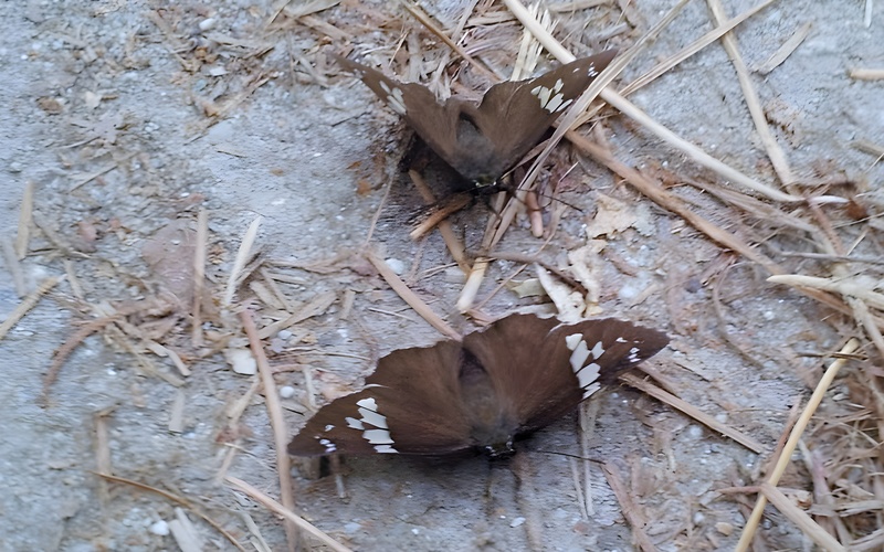 [옛사진] 왕팔랑나비 (Lobocla bifasciata) (부분확대); DISPLAY FULL IMAGE.