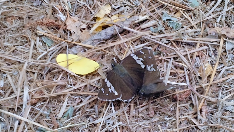 [옛사진] 왕팔랑나비 (Lobocla bifasciata) (부분확대); DISPLAY FULL IMAGE.