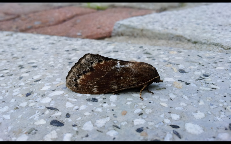 [옛사진] 솔나방 (Dendrolimus spectabilis); DISPLAY FULL IMAGE.