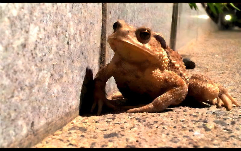[옛사진] 밤에 만난 두꺼비 (Bufo gargarizans); DISPLAY FULL IMAGE.