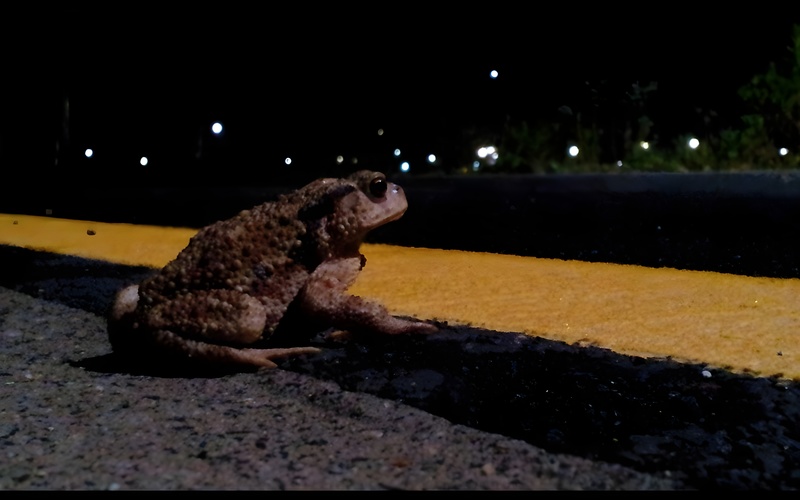 [옛사진] 밤에 만난 두꺼비 (Bufo gargarizans); DISPLAY FULL IMAGE.