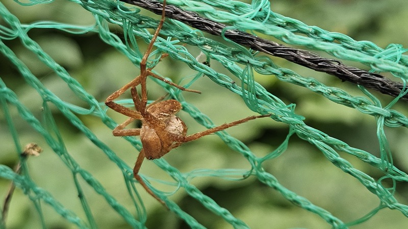 알을 품은 황닷거미 (Dolomedes sulfureus) (암컷); DISPLAY FULL IMAGE.