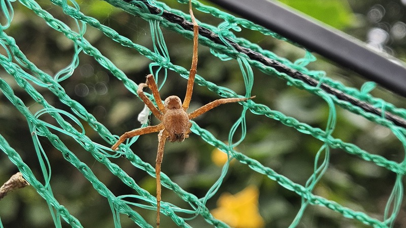 알을 품은 황닷거미 (Dolomedes sulfureus) (암컷); DISPLAY FULL IMAGE.