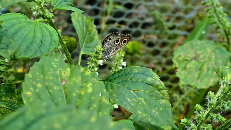 들깨꽃의 석물결나비 (Ypthima motschulskyi); DISPLAY FULL IMAGE.