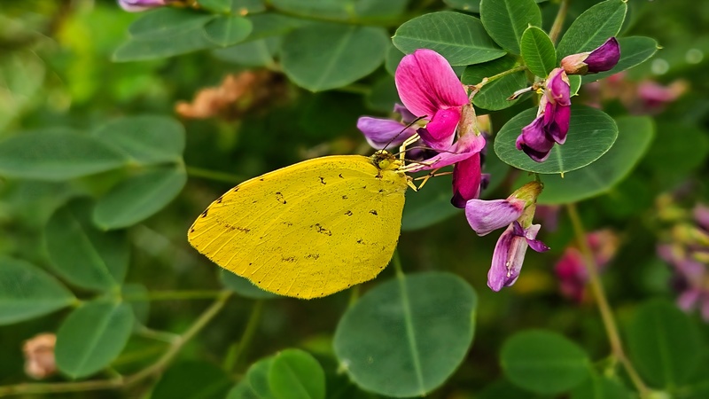 싸리꽃의 남방노랑나비(Eurema hecabe); DISPLAY FULL IMAGE.