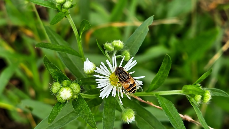 미국쑥부쟁이 꽃과 오줄루리꽃등에 (Eristalinus quinquestriatus); DISPLAY FULL IMAGE.