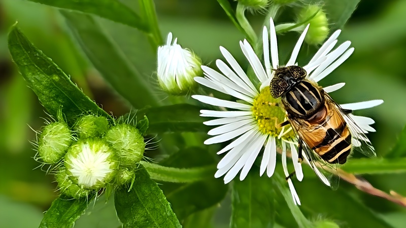 미국쑥부쟁이 꽃과 오줄루리꽃등에 (Eristalinus quinquestriatus) (부분확대); DISPLAY FULL IMAGE.