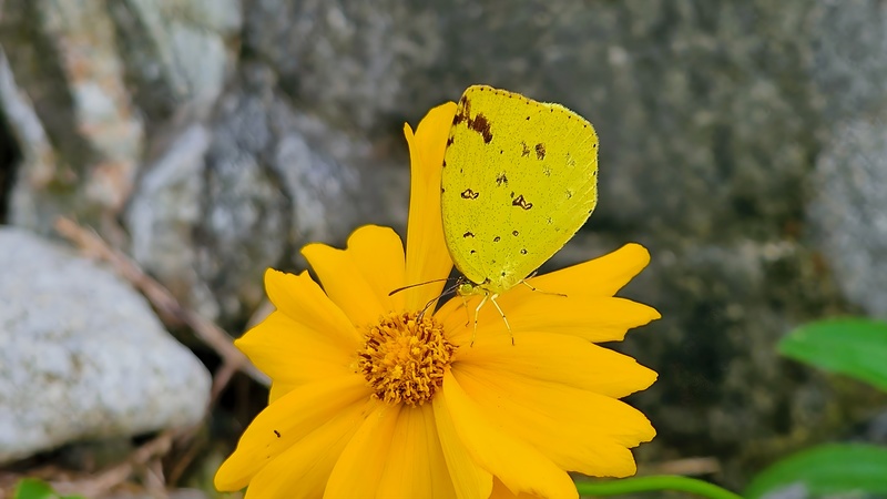 큰금계국 꽃의 남방노랑나비 (Eurema hecabe); DISPLAY FULL IMAGE.