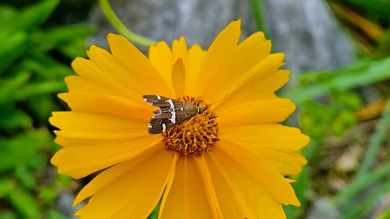 큰금계국 꽃의 흰띠명나방 (Spoladea recurvalis); DISPLAY FULL IMAGE.