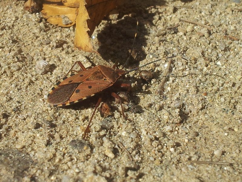 [옛사진] 두쌍무늬노린재 (Urochela quadrinotata); DISPLAY FULL IMAGE.