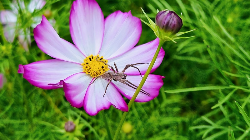 살사리꽃의 닻표늪서성거미 (Pisaura ancora); DISPLAY FULL IMAGE.