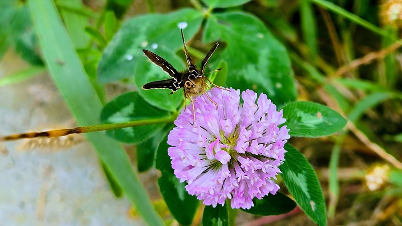 붉은토끼풀 꽃의 줄점팔랑나비 (Parnara guttata) 뒷태; DISPLAY FULL IMAGE.