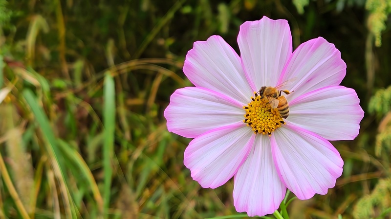 살사리꽃의 양봉꿀벌 (Apis mellifera); DISPLAY FULL IMAGE.
