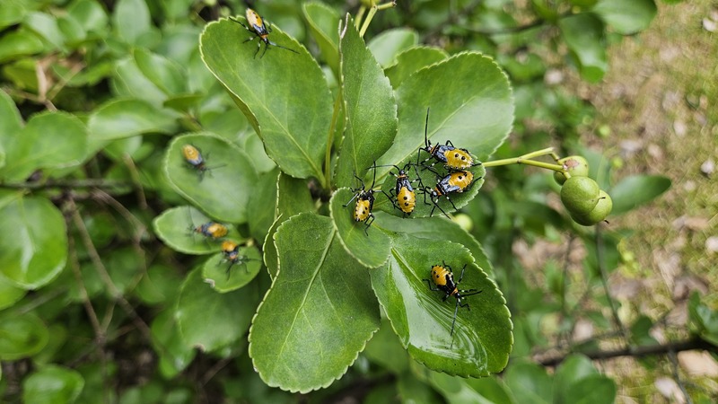 사철나무 잎의 노랑배허리노린재 (Plinachtus bicoloripes) (약충); DISPLAY FULL IMAGE.