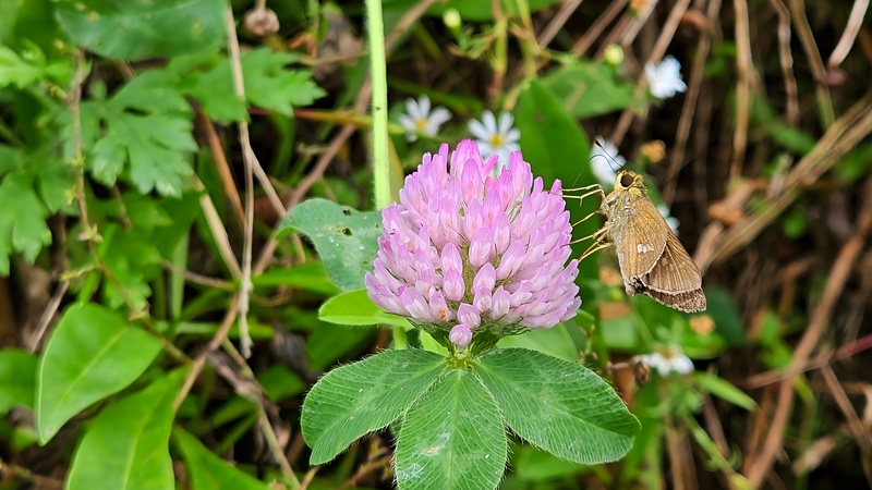 붉은토끼풀 꽃의 줄점팔랑나비 (Parnara guttata); DISPLAY FULL IMAGE.