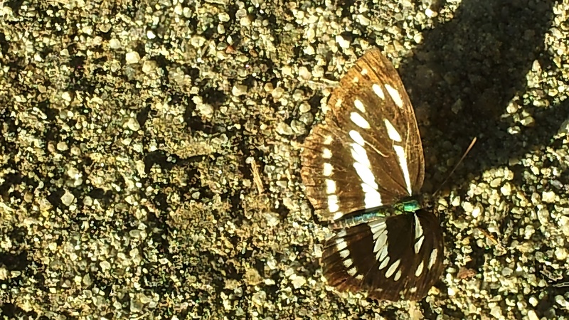 [옛사진] 애기세줄나비 (Neptis sappho); DISPLAY FULL IMAGE.