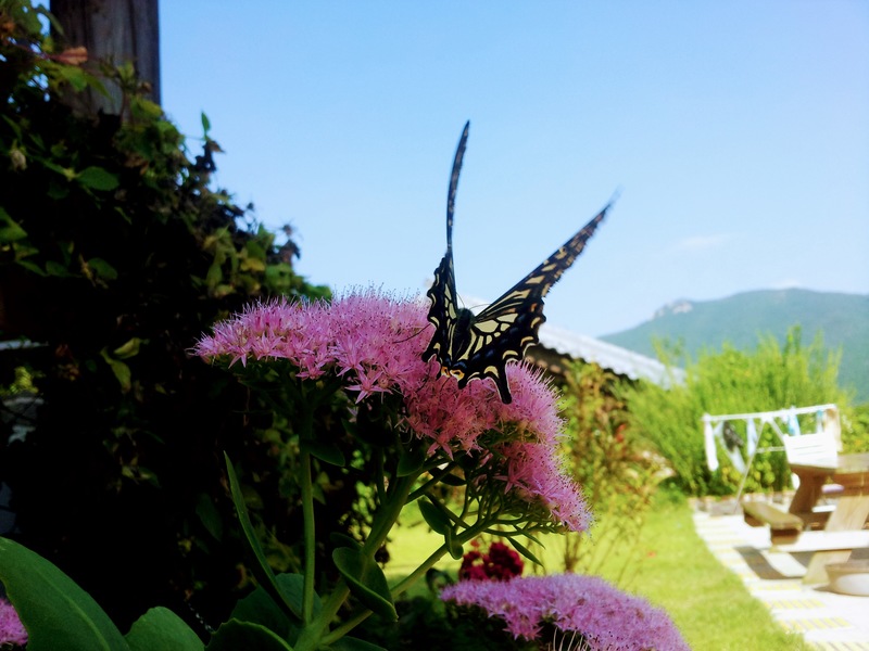 [옛사진] 꿩의비름 꽃의 호랑나비 (Papilio xuthus); DISPLAY FULL IMAGE.