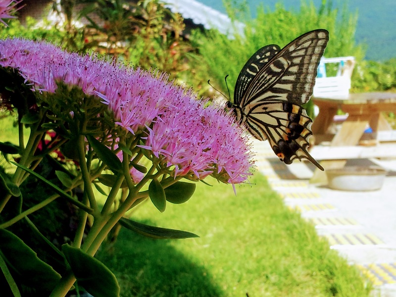 [옛사진] 꿩의비름 꽃의 호랑나비 (Papilio xuthus); DISPLAY FULL IMAGE.