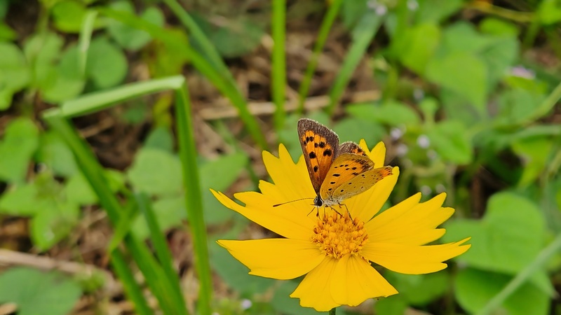 큰금계국 꽃의 작은주홍부전나비 (Lycaena phlaeas); DISPLAY FULL IMAGE.