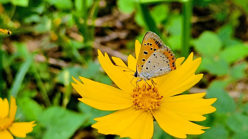 큰금계국 꽃의 작은주홍부전나비 (Lycaena phlaeas); DISPLAY FULL IMAGE.
