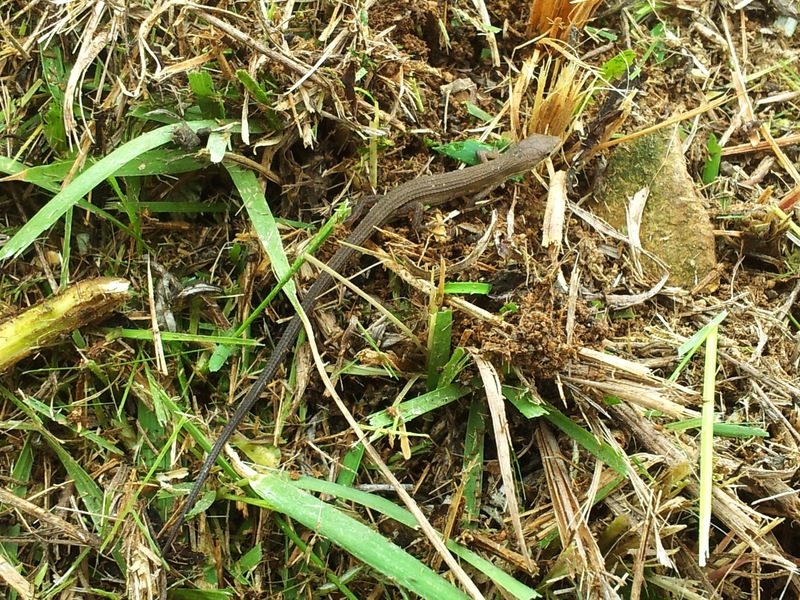 [옛사진] 줄장지뱀 (Takydromus wolteri); DISPLAY FULL IMAGE.