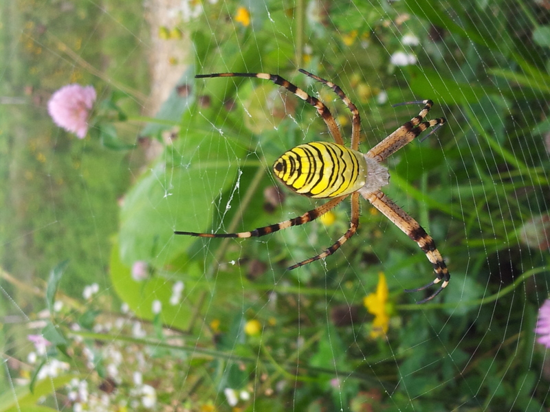 [옛사진] 긴호랑거미 (Argiope bruennichi); DISPLAY FULL IMAGE.