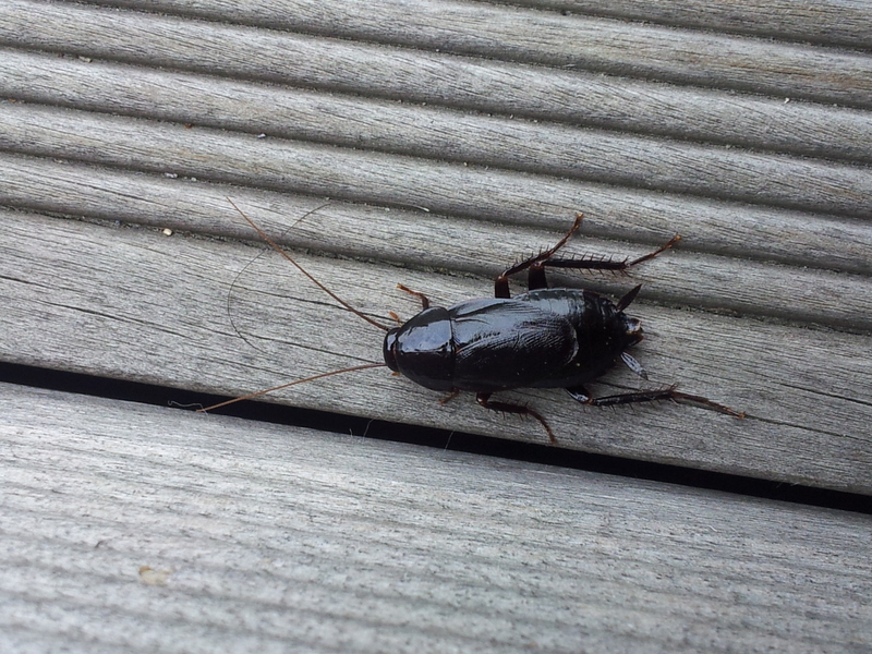 [옛사진] 집바퀴 (Periplaneta japonica) 암컷; DISPLAY FULL IMAGE.